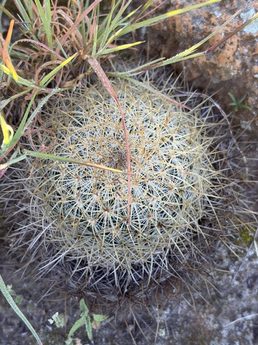Mammillaria discolor (Mammillaria discolor)