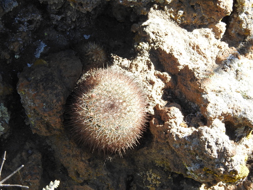 Mammillaria discolor (Mammillaria discolor)