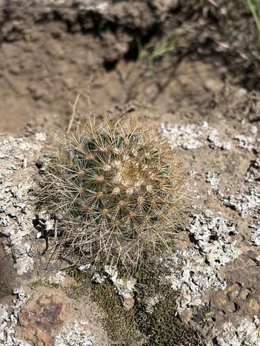 Mammillaria discolor (Mammillaria discolor)