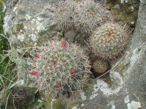 Mammillaria discolor (Mammillaria discolor)