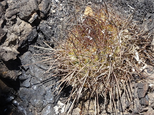 Mammillaria discolor (Mammillaria discolor)