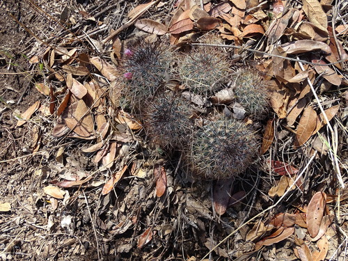 Mammillaria discolor (Mammillaria discolor)