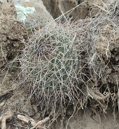 Mammillaria discolor (Mammillaria discolor)