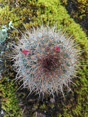 Mammillaria discolor (Mammillaria discolor)