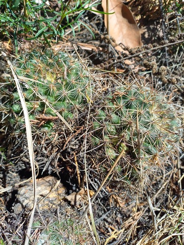 Mammillaria discolor (Mammillaria discolor)