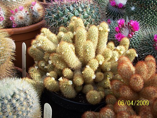 Mammillaria elongata: Part of the private collection of cacti and succulents at Manor Nursery, Angmering, West Sussex. The collection is open to the public (free of charge) during no