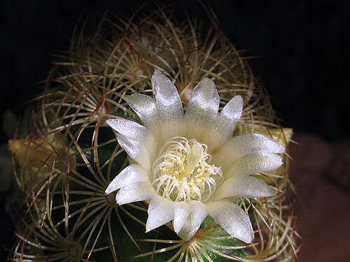 Mammillaria elongata: Su hábitat natural son las áreas desérticas. Es un cactus que debe tener mas de 24 años, jamas dio una flor hasta este año. no se me dan bien los cactus y si te