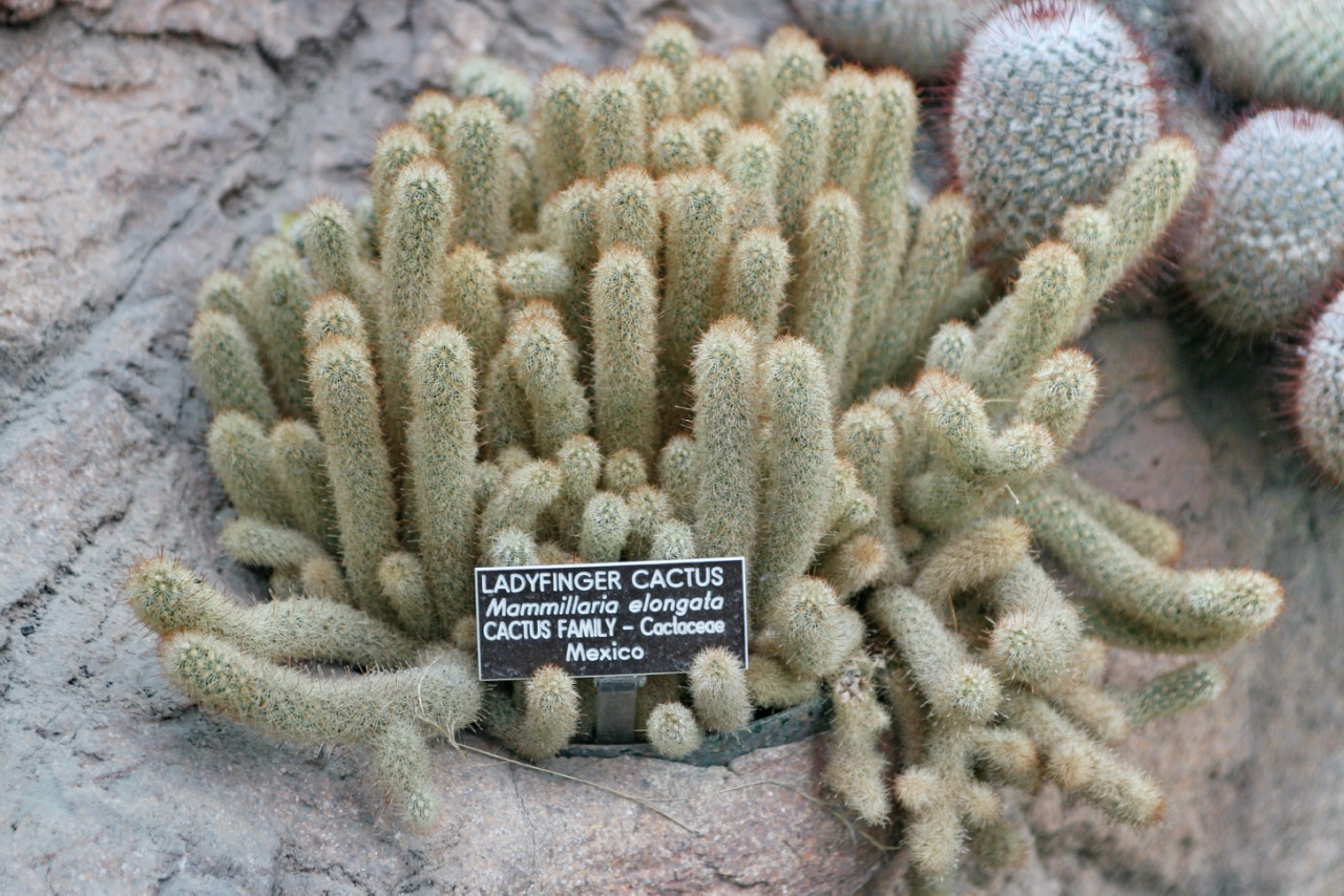 Mammillaria elongata: Lady Finger Cactus