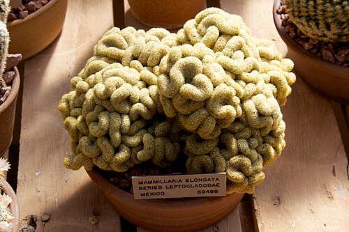 Mammillaria elongata: Mammillaria Elongata series Leptocladodae. Mexico. At Huntington Library, Art Collections and Botanical Gardens.