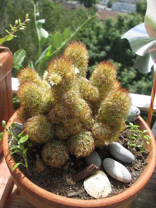 Mammillaria elongata: Mammilaria elongata flowered on a balcony near Paris, France.