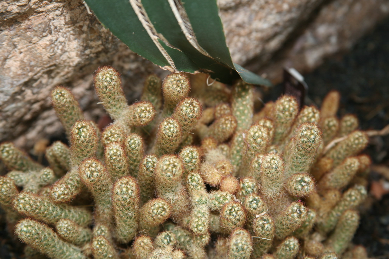 Mammillaria elongata: Lady Finger Cactus