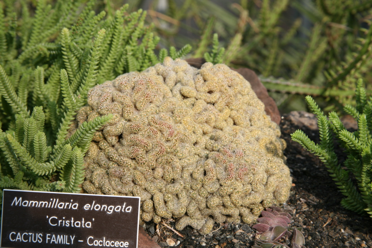 Mammillaria elongata: 'Cristata'