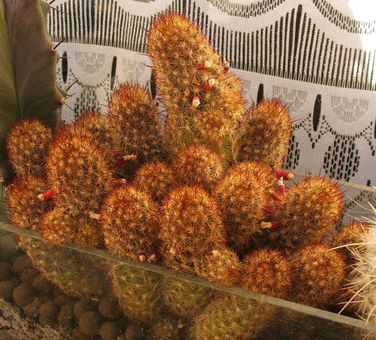 Mammillaria elongata (Mammillaria elongata)