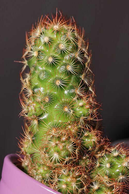 Mammillaria elongata: Gold Lace Cactus - Mammillaria elongata