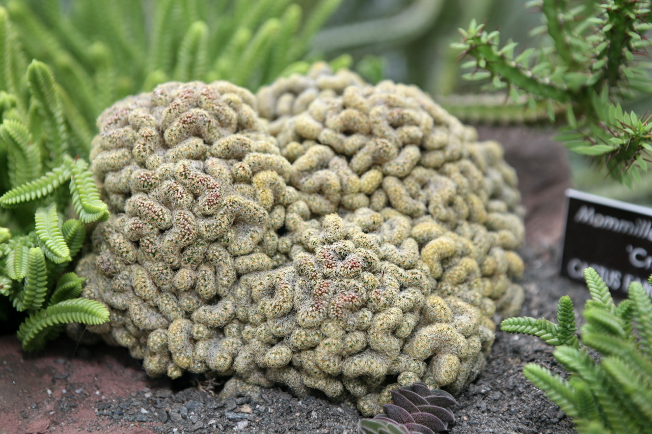 Mammillaria elongata: Mammillaria elongata, form 'Cristata'