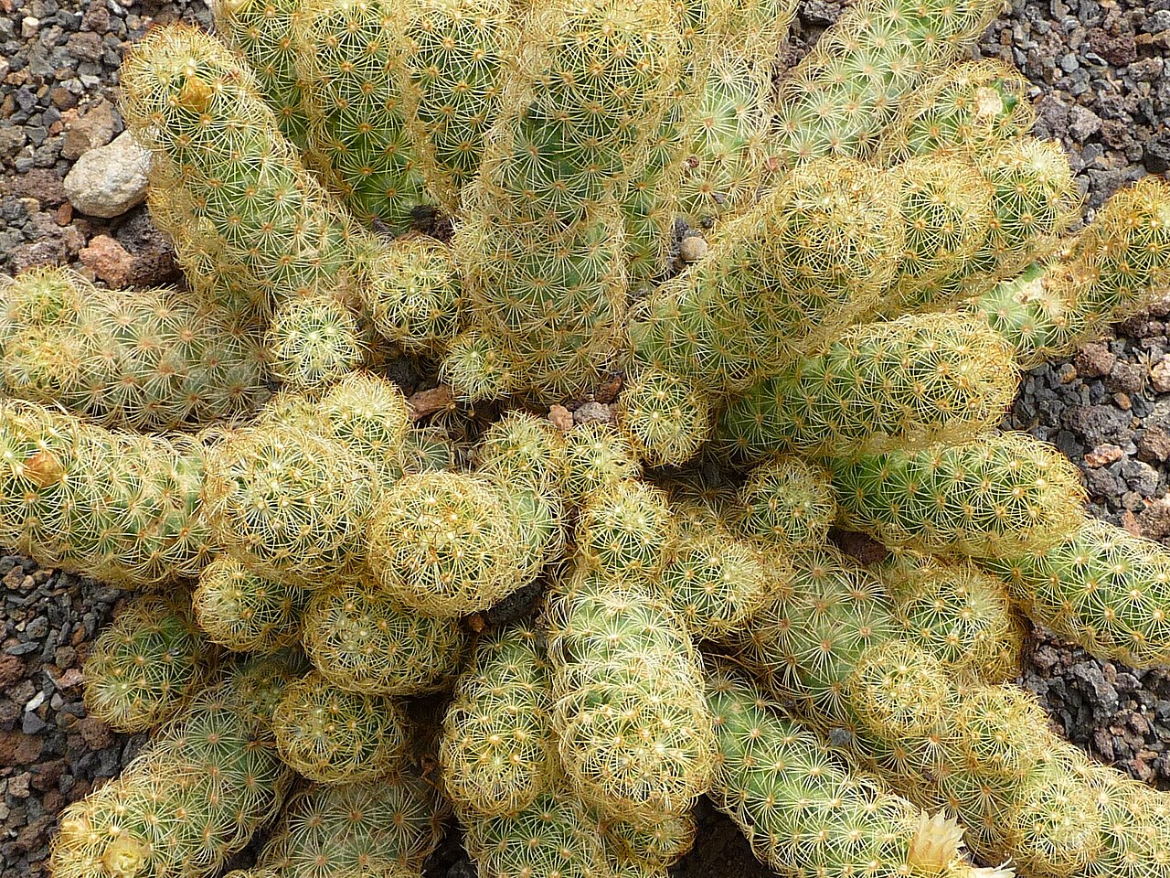 Mammillaria elongata: Warzenkaktus