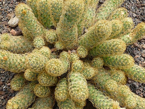 Mammillaria elongata
