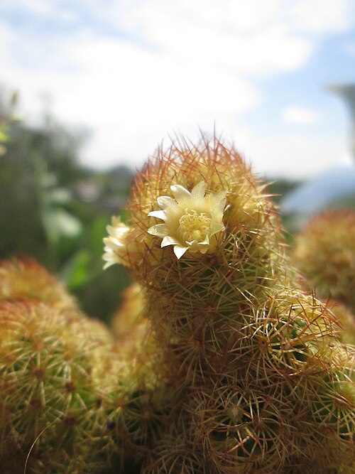 Mammillaria elongata: Mammilaria elongata flowered on a balcony near Paris, France.