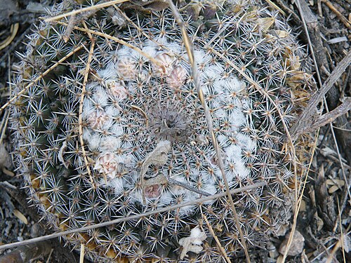 Mammillaria formosa: Towards Matehuala, San Luis Potosi