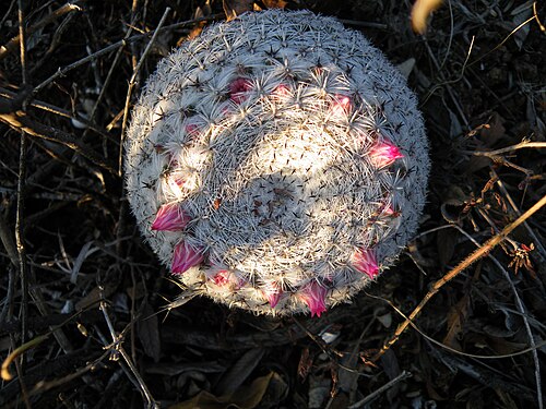 Mammillaria formosa: Guadalcazar, San Luis Potosi