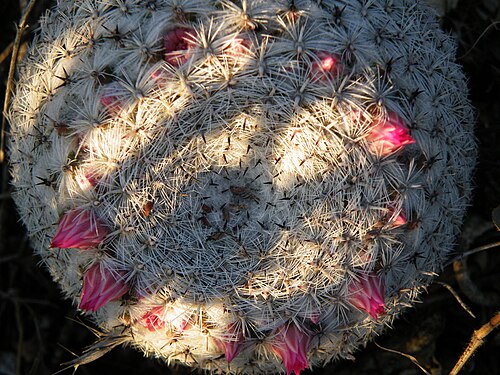 Mammillaria formosa: Guadalcazar, San Luis Potosi