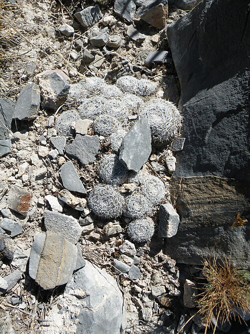 Mammillaria formosa: Near San Roberto, Nuevo Leon 2