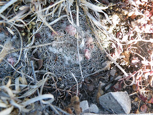 Mammillaria formosa: Doctor Arroyo, Nuevo Leon