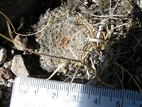 Mammillaria formosa: Doctor Arroyo, Nuevo Leon