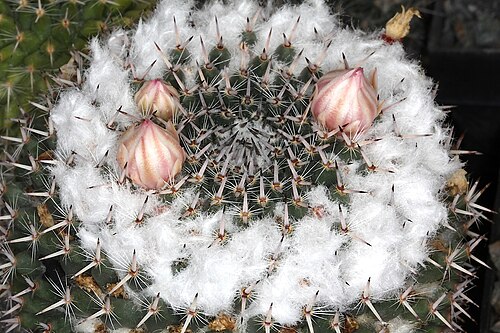 Mammillaria formosa: Mammillaria formosa