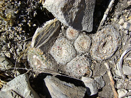 Mammillaria formosa: Doctor Arroyo, Nuevo Leon