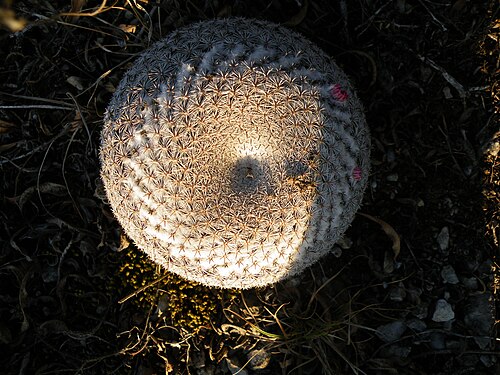 Mammillaria formosa: Guadalcazar, San Luis Potosi