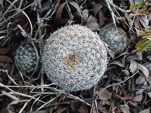 Mammillaria formosa: Guadalcazar, San Luis Potosi