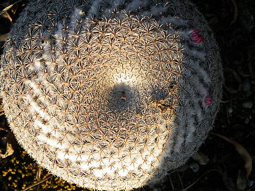 Mammillaria formosa: Guadalcazar, San Luis Potosi