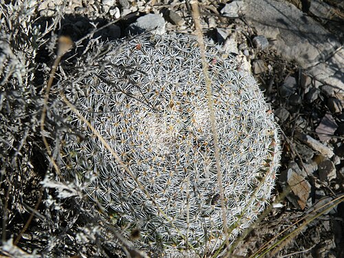 Mammillaria formosa: Near San Roberto, Nuevo Leon 2