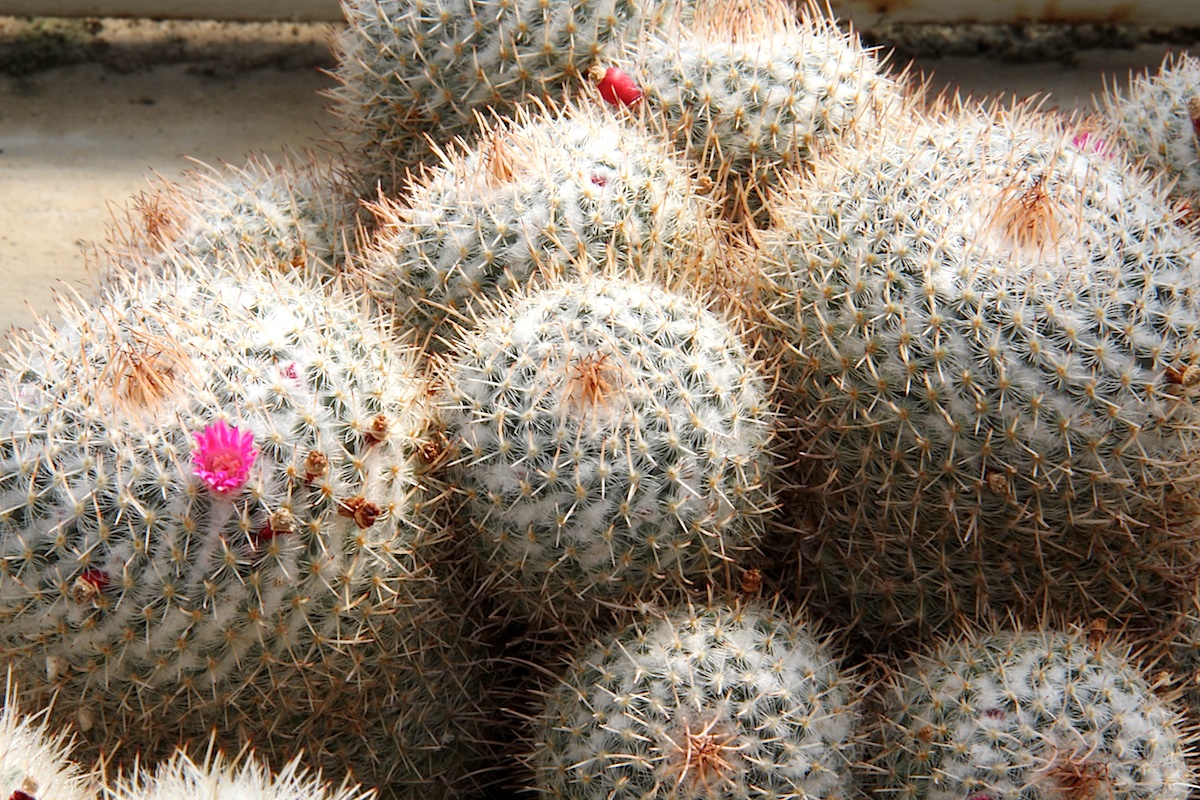 Mammillaria geminispina: Mammillaria geminispina ssp. geminispina