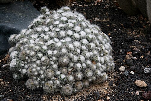 Mammillaria geminispina: Mammillaria geminispina — Pincushion cactus. In the 'Cacti and Euphorbia Garden' of Lotusland — in Montecito, near Santa Barbara in southern California. Cactace