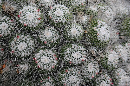 Mammillaria geminispina: Mammillaria geminispina — Pincushion cactus. In the 'Cacti and Euphorbia Garden' of Lotusland — in Montecito, near Santa Barbara in southern California. Cactace
