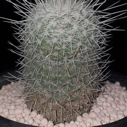 Mammillaria geminispina (Mammillaria geminispina)