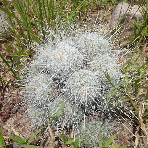 Mammillaria geminispina: Mammillaria geminispina (Familia: Cactaceae). Nombres comunes: biznaga metzolle, biznaga de espina doble, biznaga de chilito.