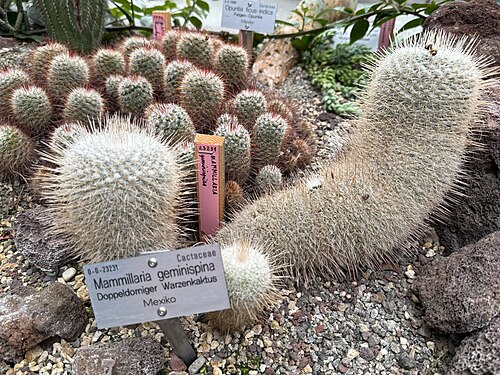 Mammillaria geminispina: Botanischer Garten Innsbruck, Führung durch Prof. Peter Schönswetter