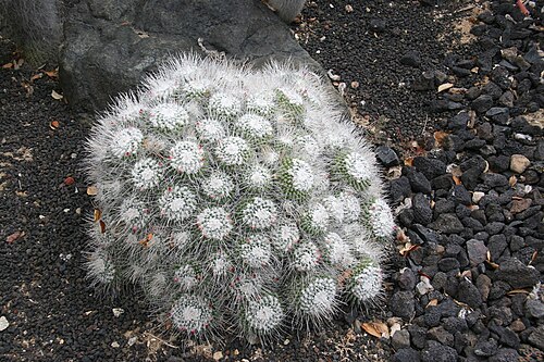 Mammillaria geminispina: Mammillaria geminispina — Pincushion cactus. In the 'Cacti and Euphorbia Garden' of Lotusland — in Montecito, near Santa Barbara in southern California. Cactace