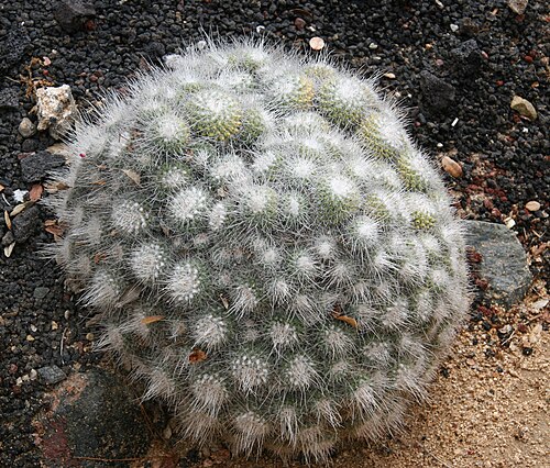 Mammillaria geminispina: Mammillaria geminispina — Pincushion cactus. In the 'Cacti and Euphorbia Garden' of Lotusland — in Montecito, near Santa Barbara in southern California. Cactace