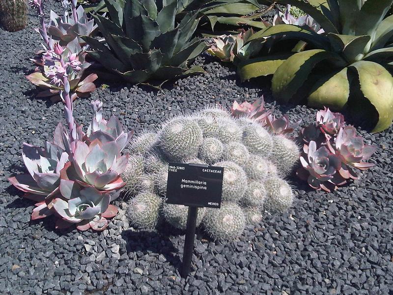 Mammillaria geminispina: Mammillaria geminispina in Kew Gardens, London, England.