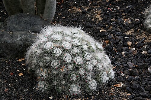Mammillaria geminispina: Mammillaria geminispina — Pincushion cactus. In the 'Cacti and Euphorbia Garden' of Lotusland — in Montecito, near Santa Barbara in southern California. Cactace