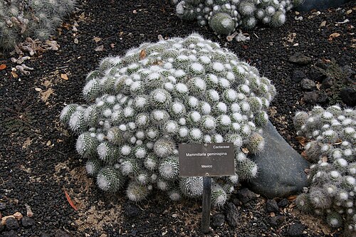 Mammillaria geminispina: Mammillaria geminispina — Pincushion cactus. In the 'Cacti and Euphorbia Garden' of Lotusland — in Montecito, near Santa Barbara in southern California. Cactace