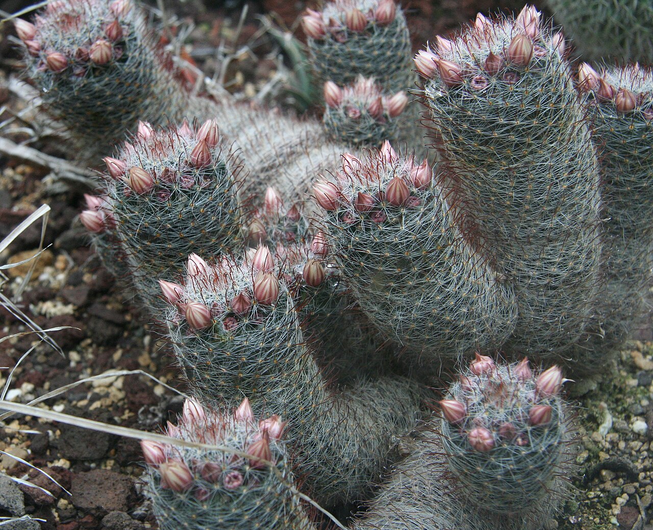 Mammillaria glochidiata: Mammillaria wildii im Botanischen Garten Köln