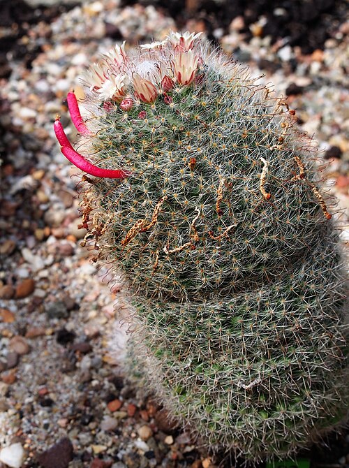 Mammillaria glochidiata: Mammillaria glochidiata , plant with fruits and flowers, cultivated in Wrocław University Botanical Garden, Wrocław, Poland.