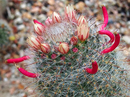 Mammillaria glochidiata: Mammillaria glochidiata , plant with fruits and flowers, cultivated in Wrocław University Botanical Garden, Wrocław, Poland.