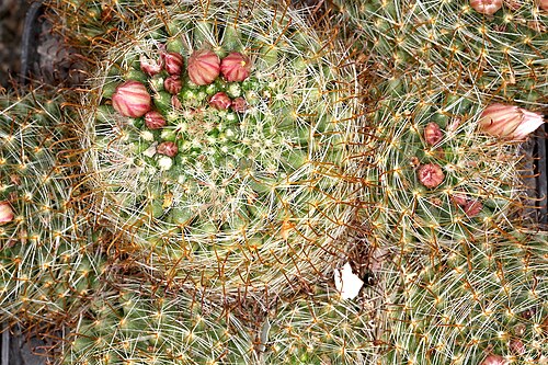 Mammillaria glochidiata: Mammillaria glochidiata