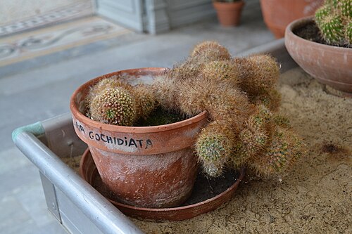 Mammillaria glochidiata: Mammillaria glochidiata in Jardin Massey Orangery, in Tarbes.